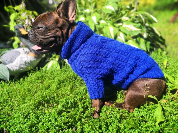 Вязаная одежда для собачек