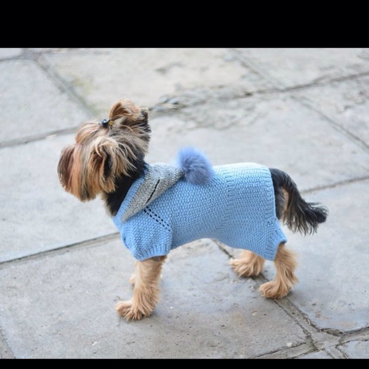 Вязаная одежда для МОПСА С капюшоном