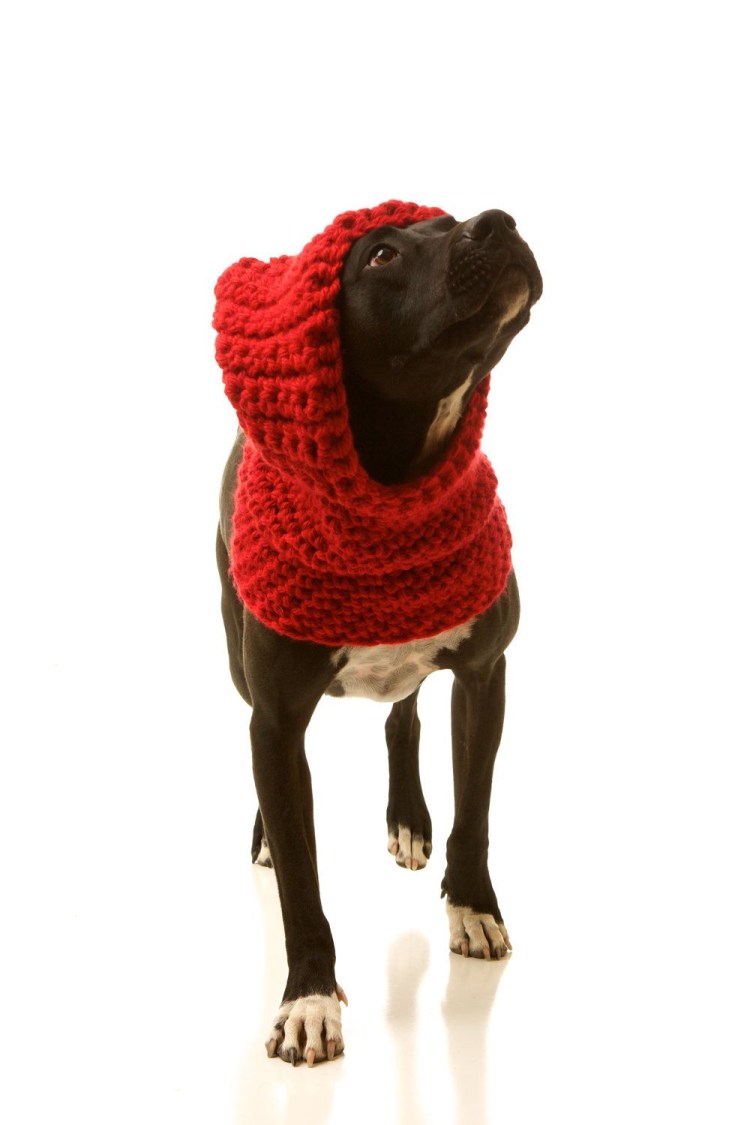 Вязаный комбинезон для собаки