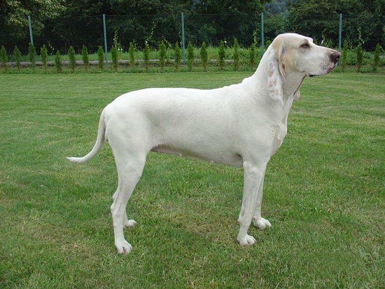 Порселен фарфоровая гончая