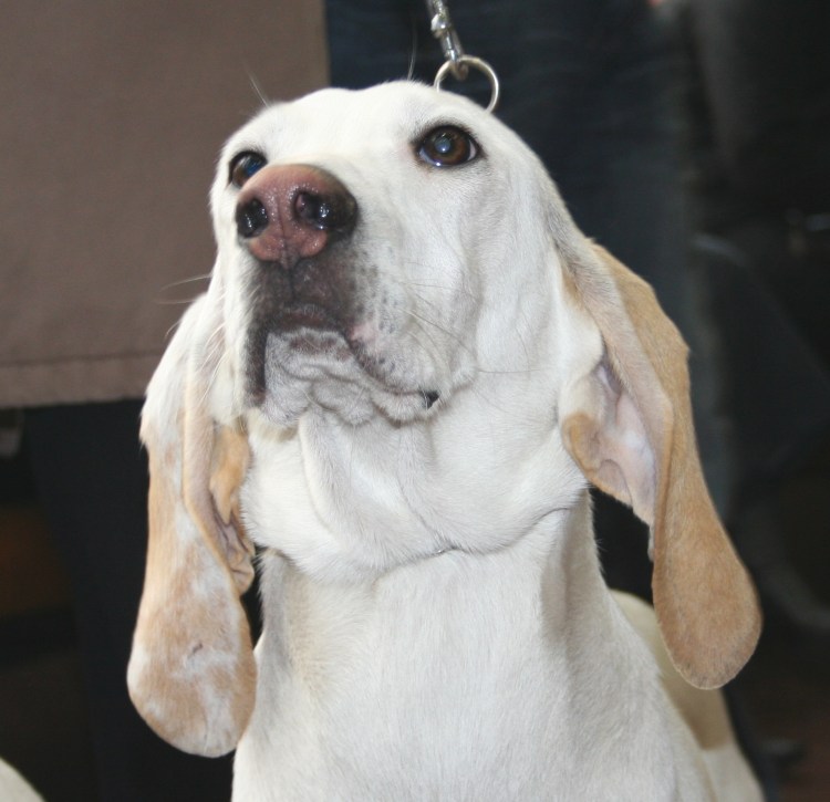 Порселен собака щенок