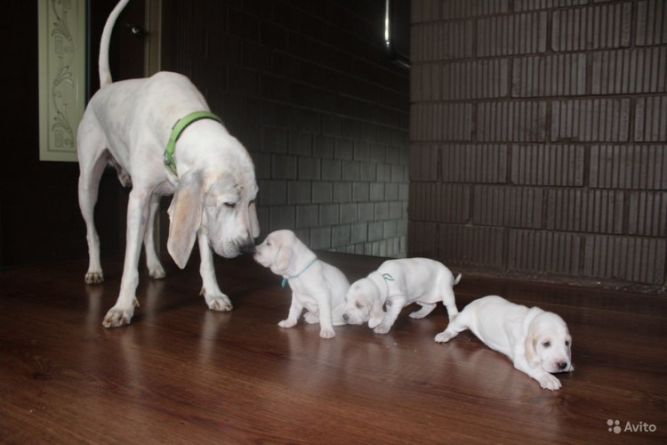 Греческая заячья гончая