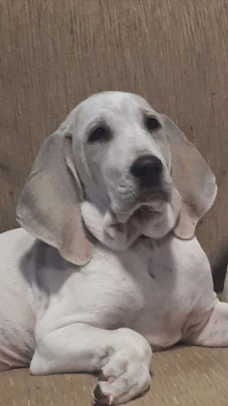 Щенки Порселен цена