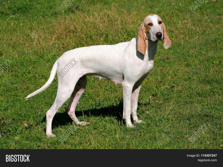 Пойнтер порода