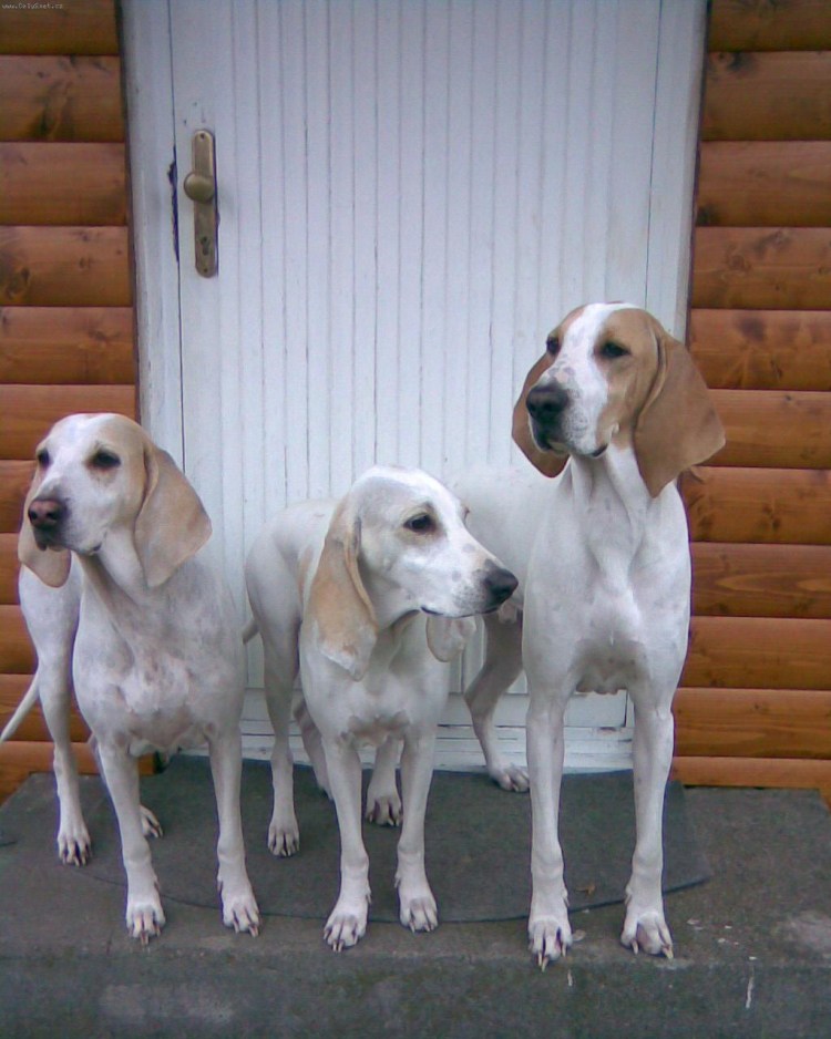 Питомник Тина трейдинг Порселен