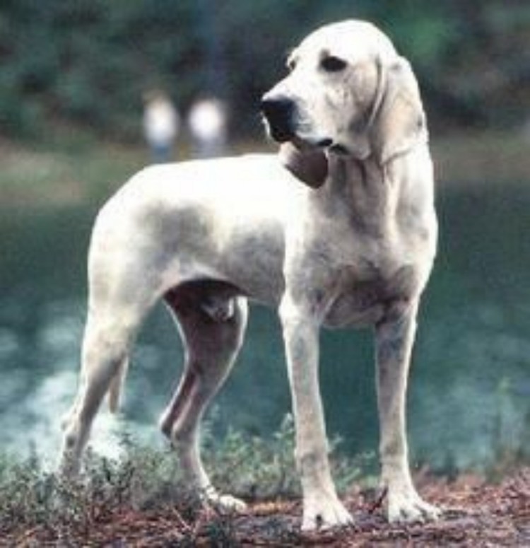 Салюки порода собак