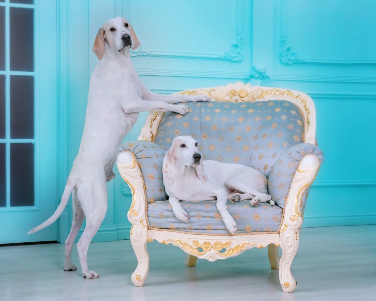 Порселен собака