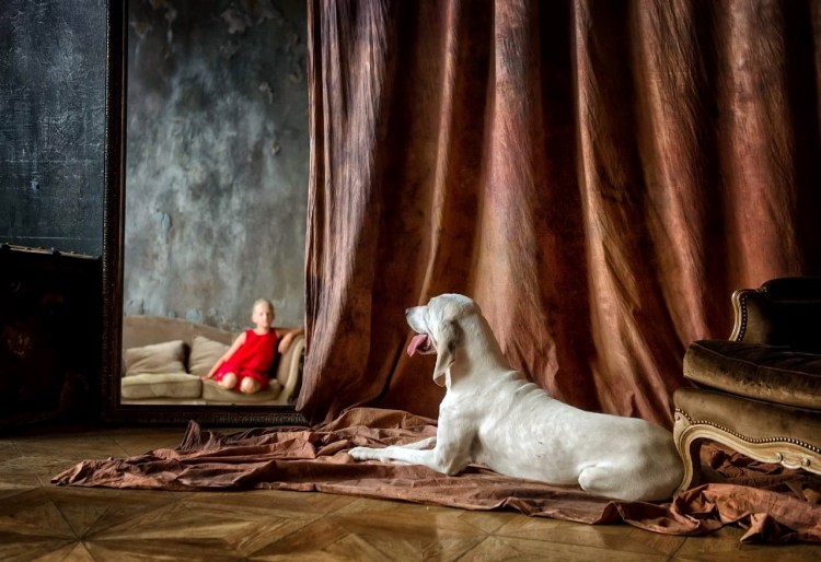 Порселайн порода собак