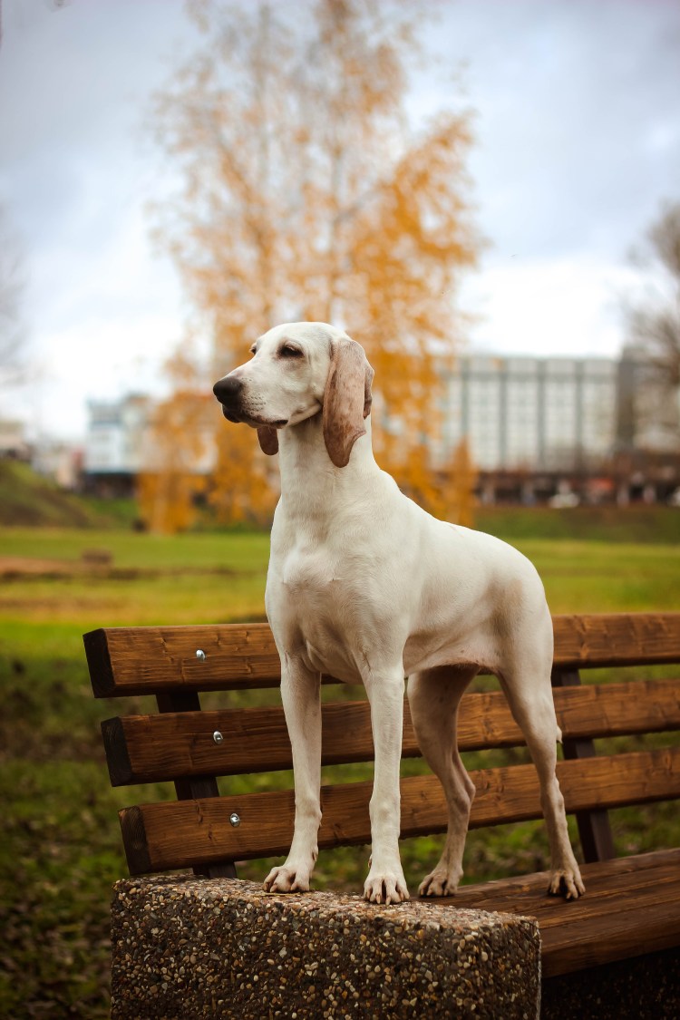 Порселен фарфоровая гончая
