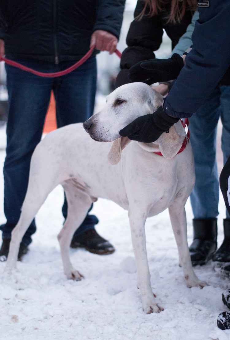 Каталбурун турецкий Пойнтер