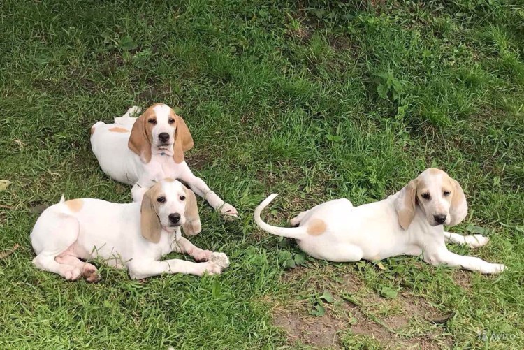 Порселен борзая