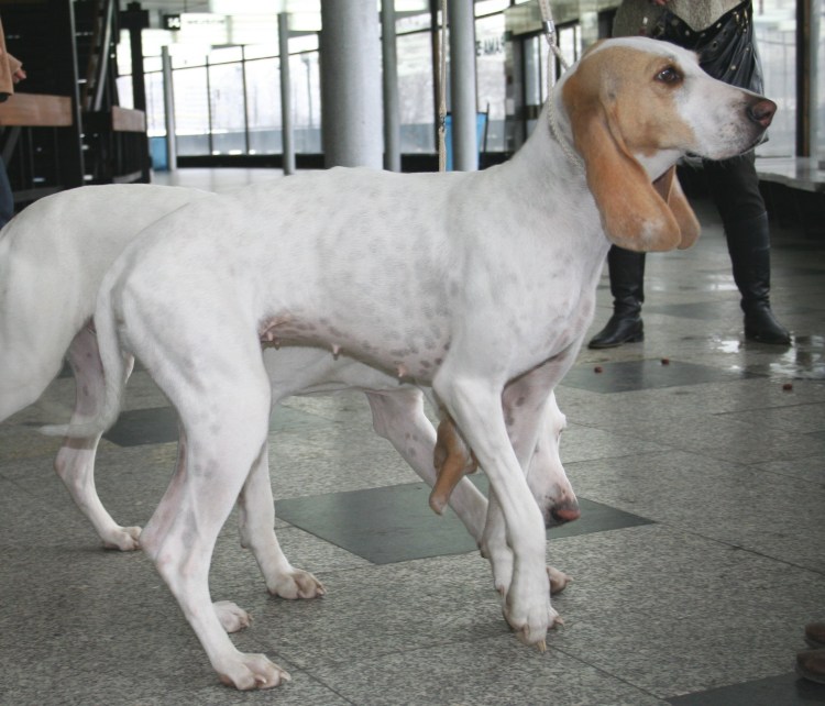 Салюки порода