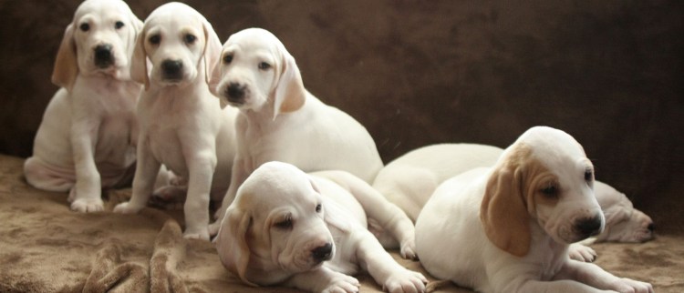 Афганская борзая овчарка