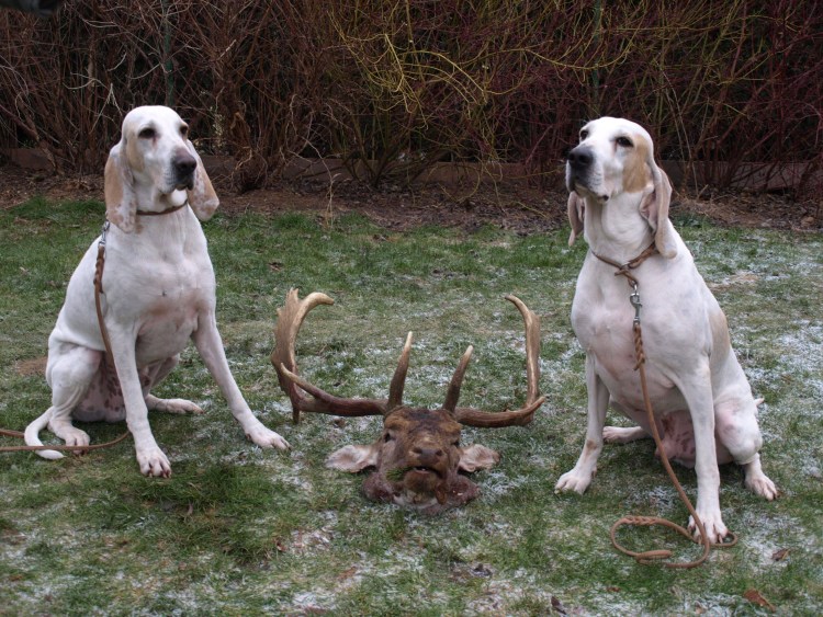 Порселен фарфоровая гончая