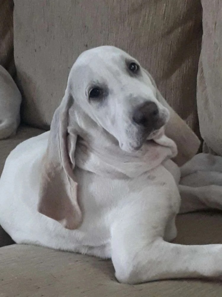 Порселен Блэк