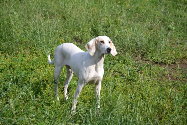 Порселен фарфоровая гончая