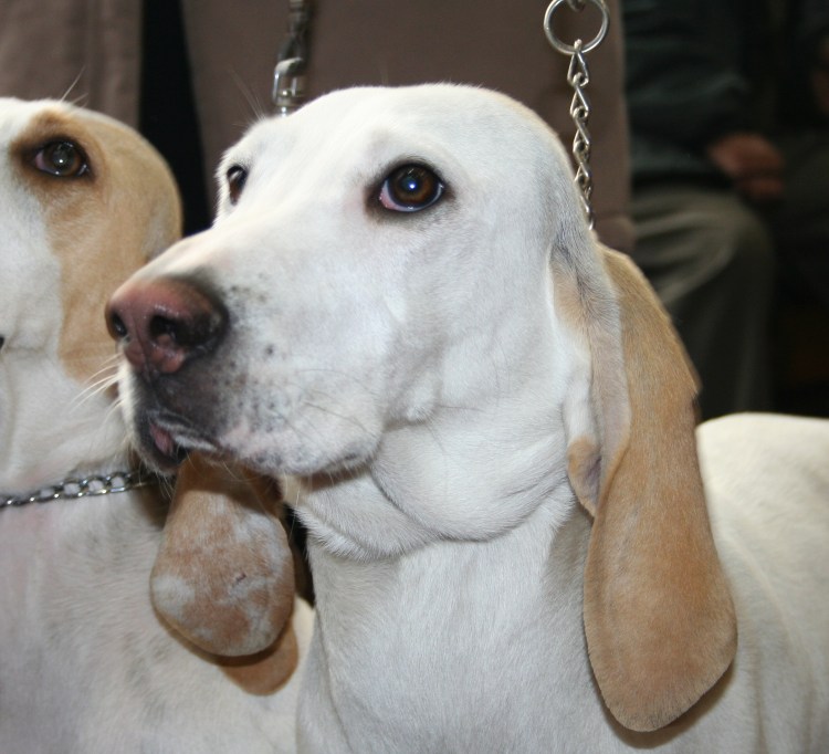 Порселен стандарт породы