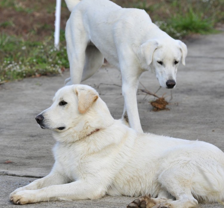 Porcelain Flame актриса