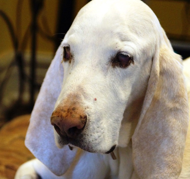 Французская гончая Порселен