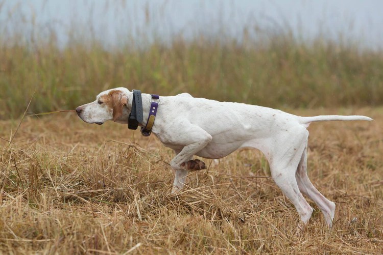 Порселен собака щенок