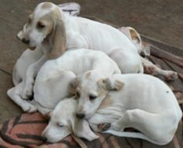 Гончая Веймаранер голубая