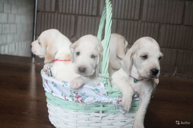 Бийи порода собак