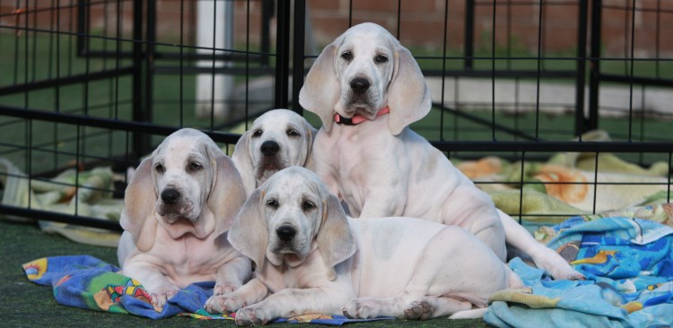 Порселен Блэк