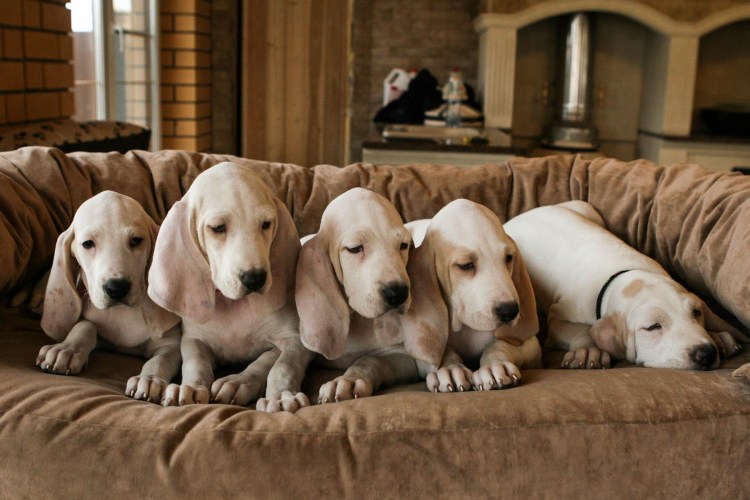 Порселен РКФ