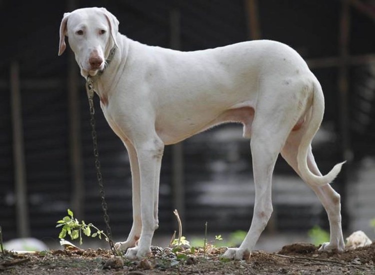 Мировой чемпион Порселен