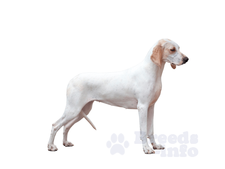 Порселен купить