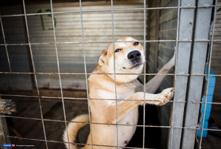 Собачий приют в Улан-Удэ