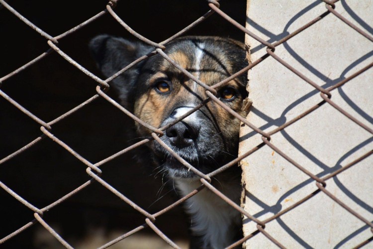 Приют для собак в Омске щенки бесплатно
