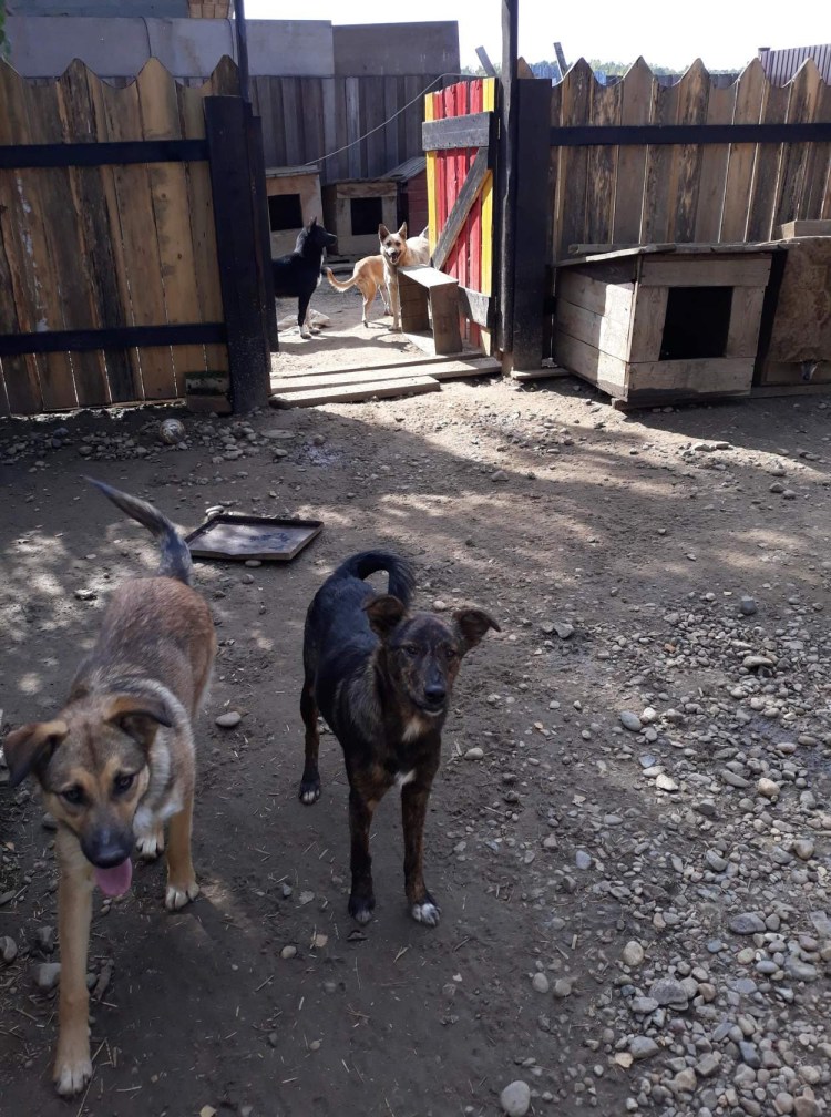 Приют для бездомных собак в Москве