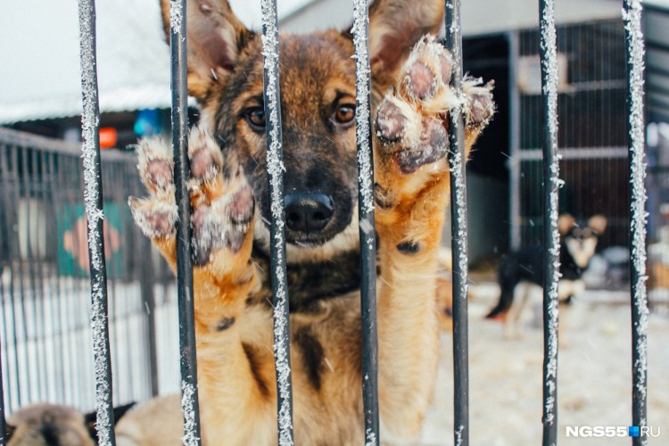 Приют для бездомных собак в Москве