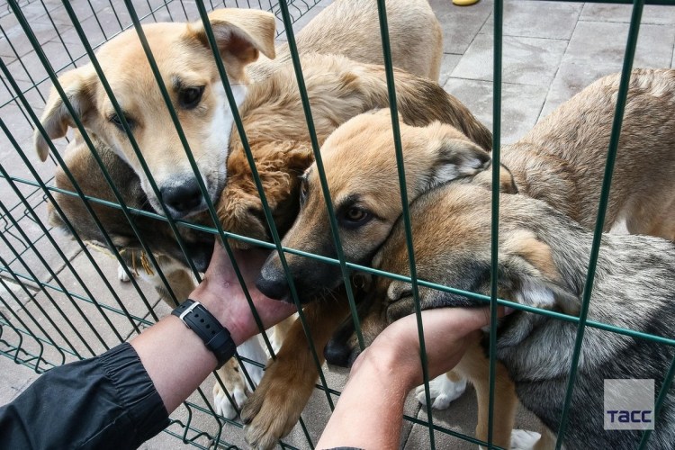 Приют для собак в Хотьково