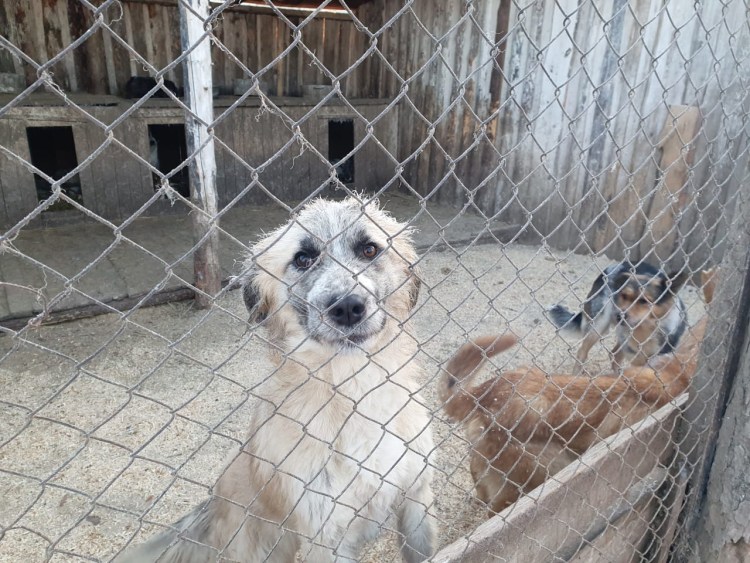 Омский собачий приют