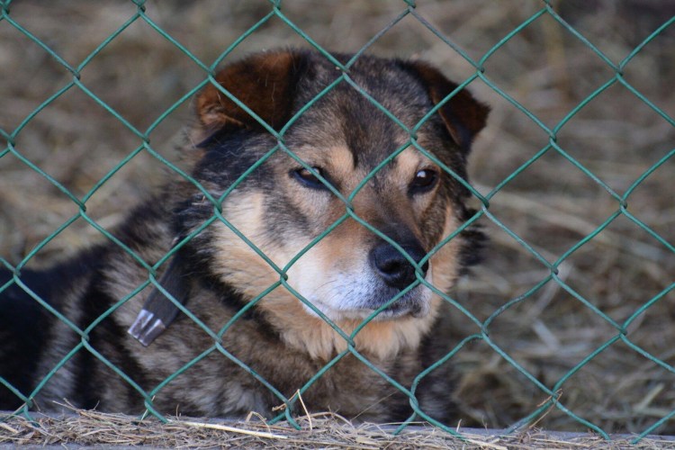 Абхазский приют собак