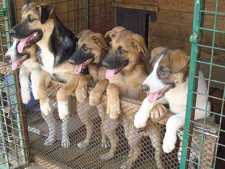 Приют ПОВОДОГ В Красноярске