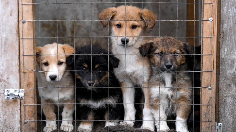 Муниципальный приют для бездомных животных Феодосия