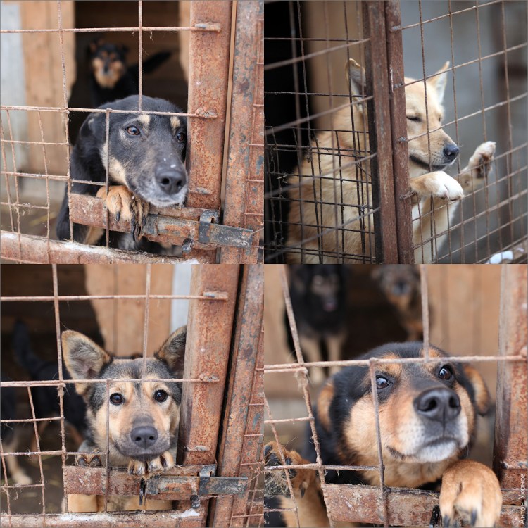 Зооцентр рыжая собака