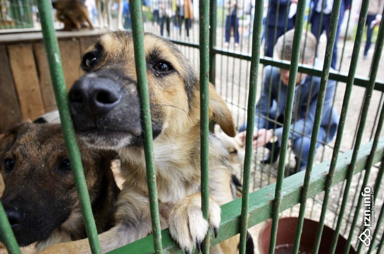 Приют добрые руки Томск