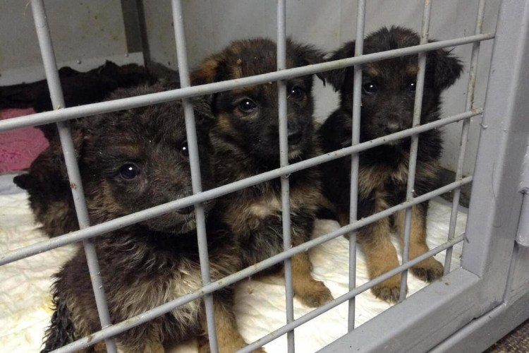 Приют для бездомных животных в Англии