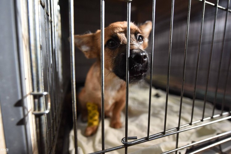 Приют для животных Ачинск