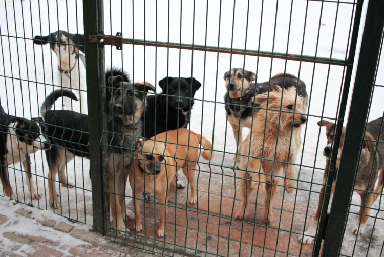 Приют бездомные животные Геленджик