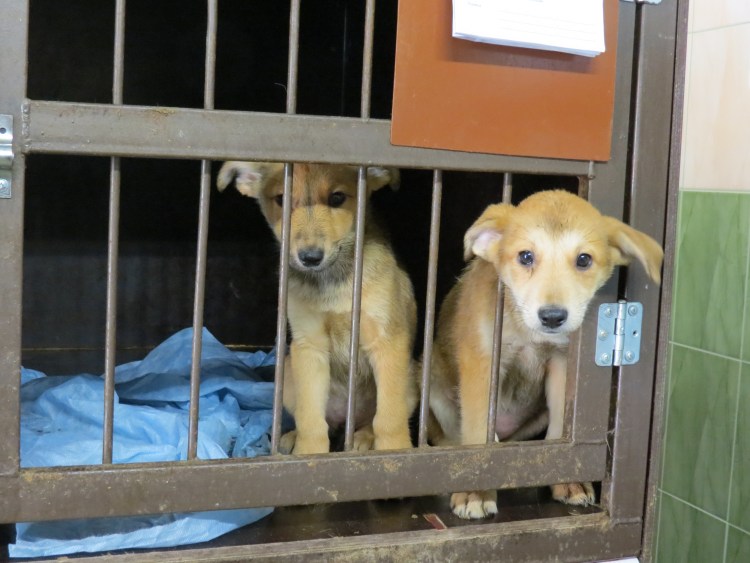Собаки в приюте фото