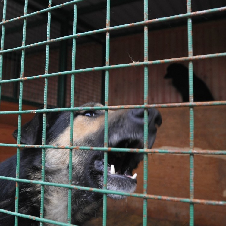 Приют собак на Айвазовского Красноярск