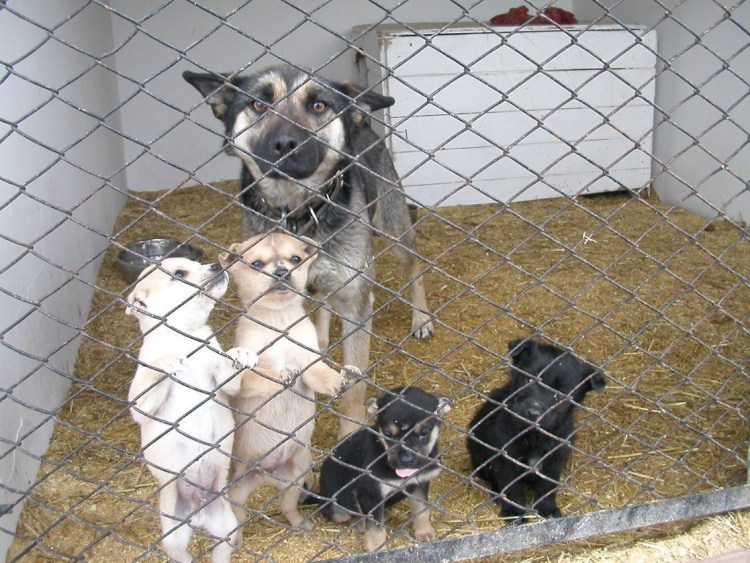 Бездомные собаки в вольере