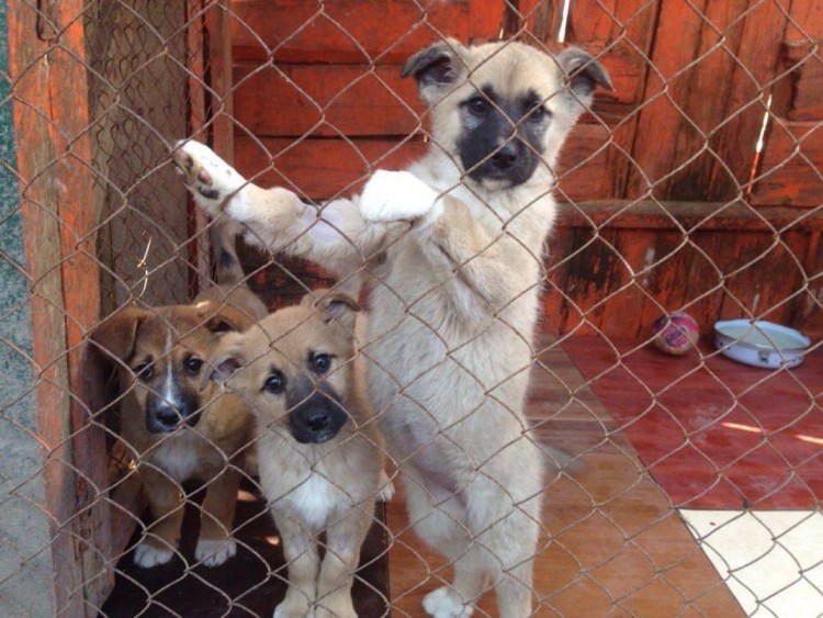 Приют Зооцентр Казань