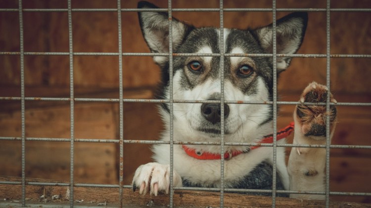 Приют для животных Тихвин