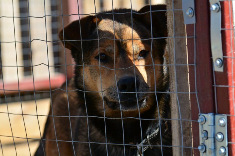 Зооцентр приют надежды